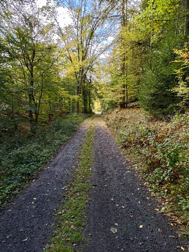 Waldrundweg in Hünstetten