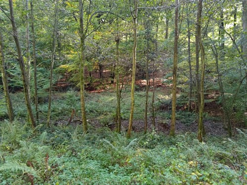 Waldrundweg in Hünstetten