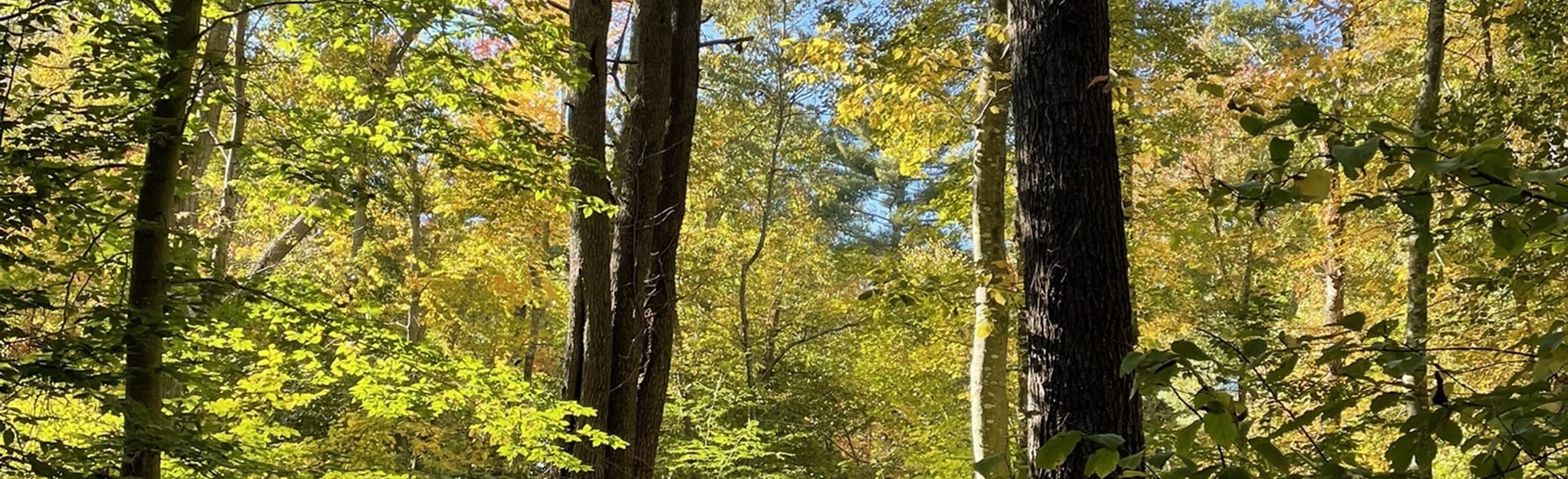 Boulder Lane, Ayer's Lane, Milliken Memorial Path, and Bancroft Loop