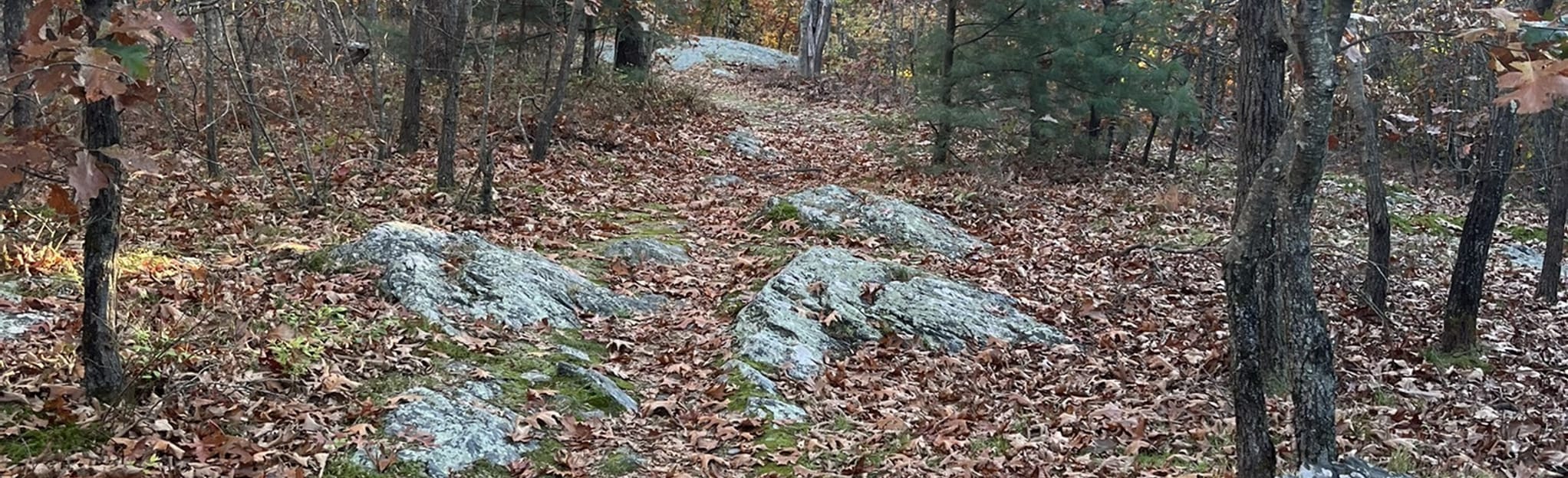Cookson Field Trail Loop, Massachusetts 9 Reviews, Map AllTrails