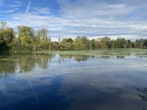 Altneckarrunde NSG Pleidelsheimer Wiesental