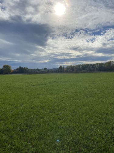 Altneckarrunde NSG Pleidelsheimer Wiesental