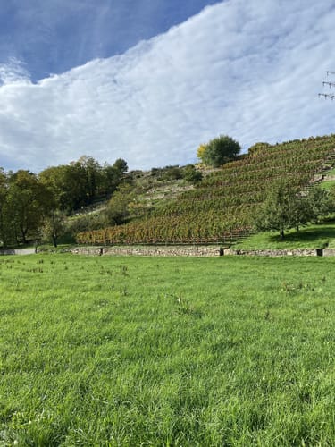 Altneckarrunde NSG Pleidelsheimer Wiesental