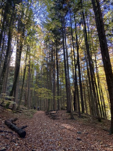 Über die Grassauer Almen (SalzAlpenTour)