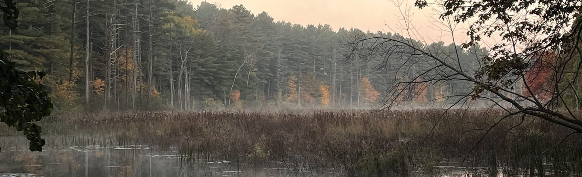 Stow Town Forest Blue Loop, Massachusetts 464 Reviews, Map AllTrails