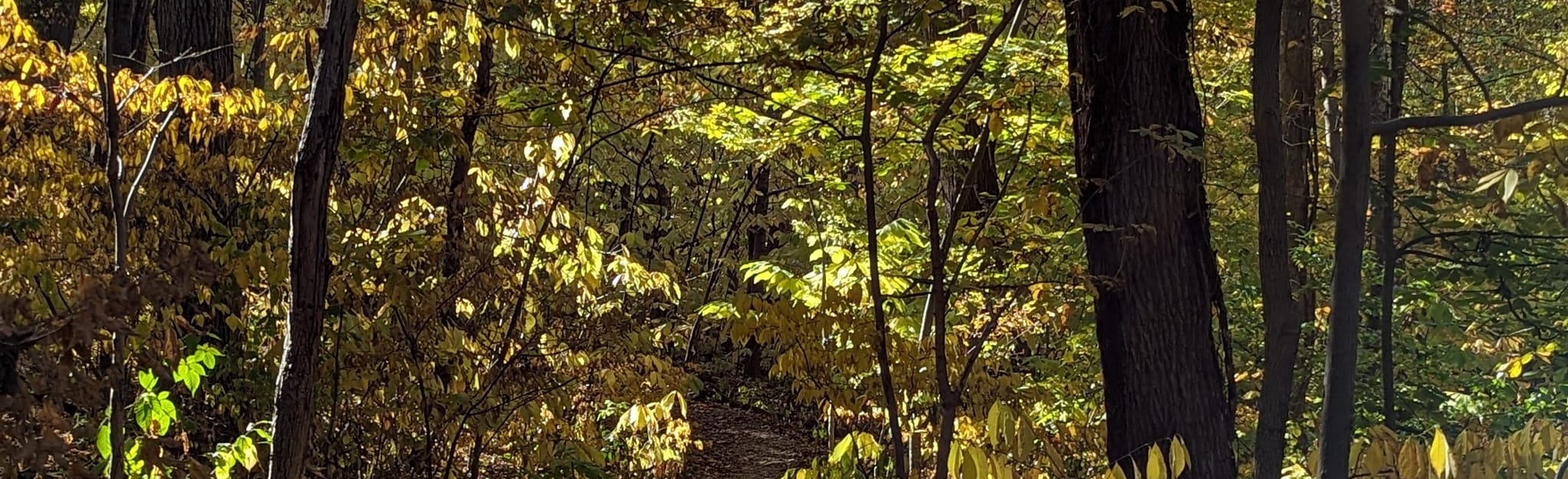 Avon Woods Nature Trail - Ohio | AllTrails