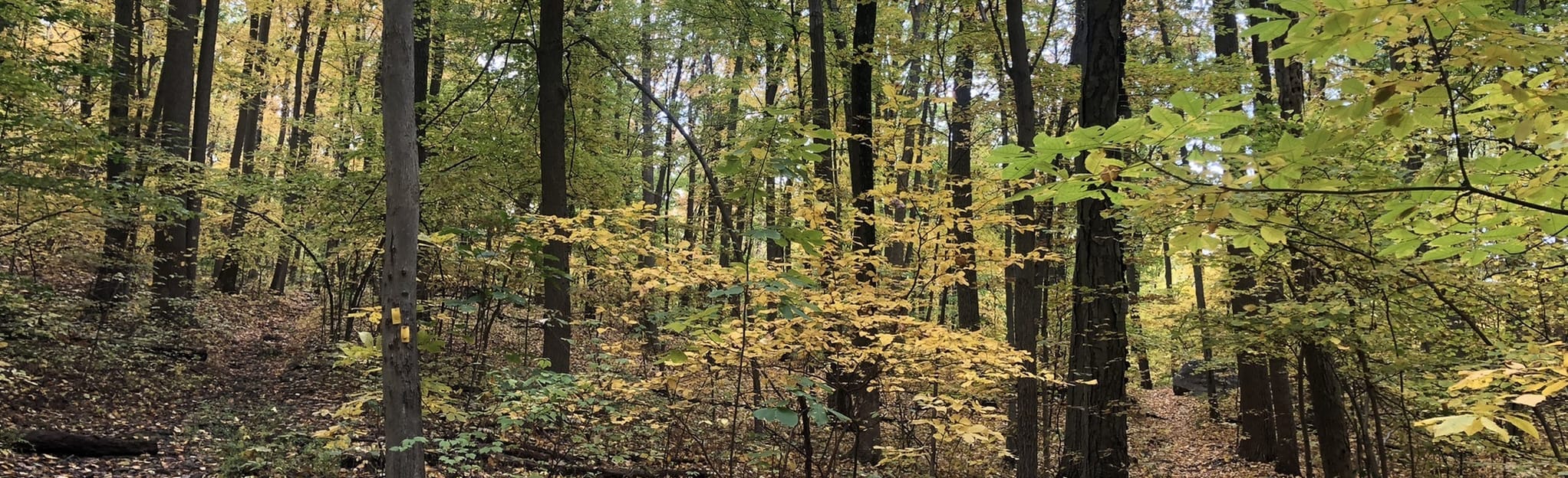 Allamuchy Trail Yellow Loop 506 Reviews, Map New Jersey AllTrails