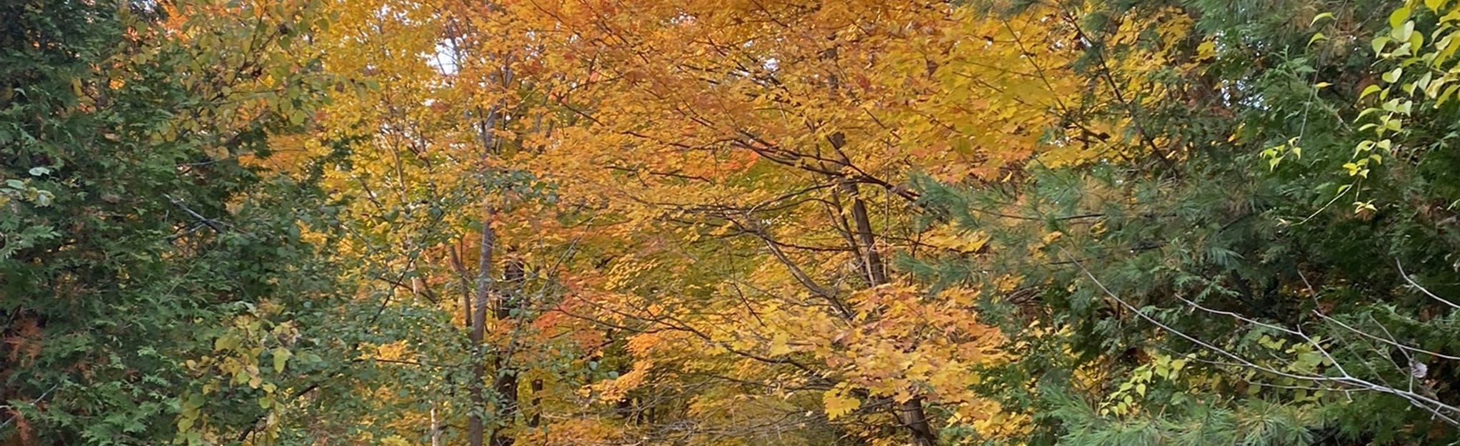 Orono Crown Lands Orange, Red, and Blue Loop 420 Reviews, Map