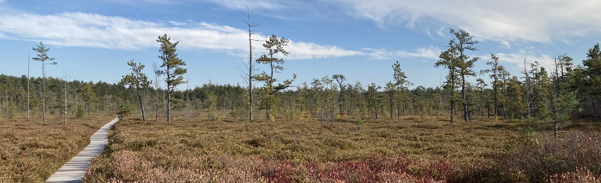 Saco Heath Preserve Trail, Maine 553 Reviews, Map AllTrails