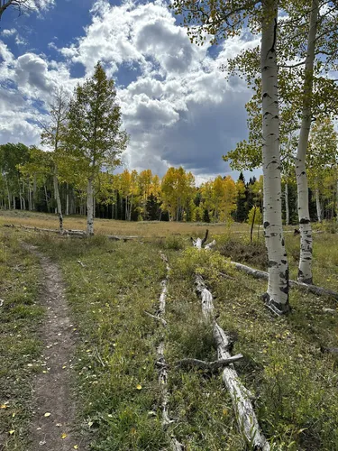 Best 10 Hikes and Trails in Grand Mesa National Forest | AllTrails