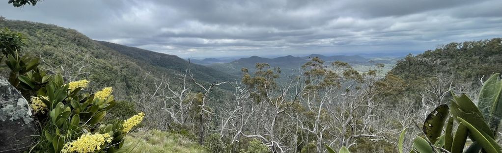 are dogs allowed at bunya mountains