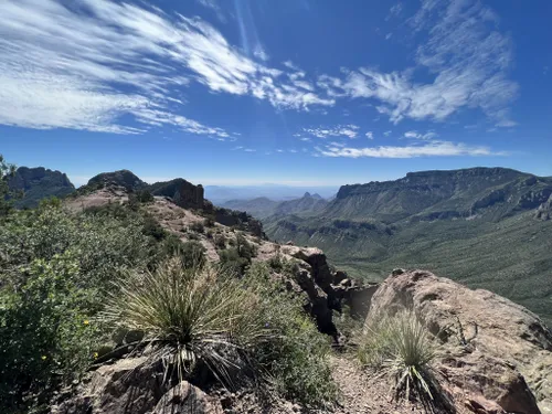 are dogs allowed in big bend national park texas