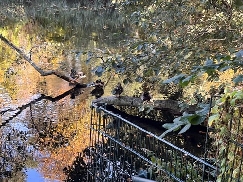 Rund um den Volkspark Rehberge