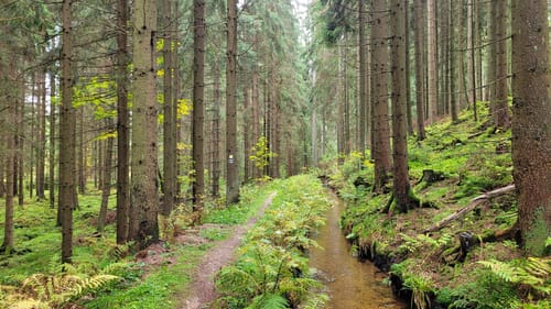 Kammweg Erzgebirge-Vogtland Etappe 13: Mühlleithen - Schöneck