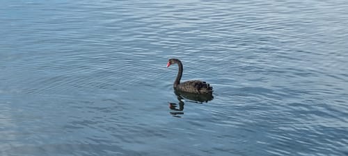 Moosburger Stausee Rundweg