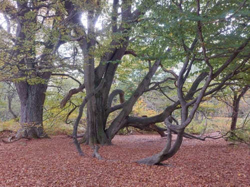 Urwald Sababurg - Rundweg (rot/Specht)
