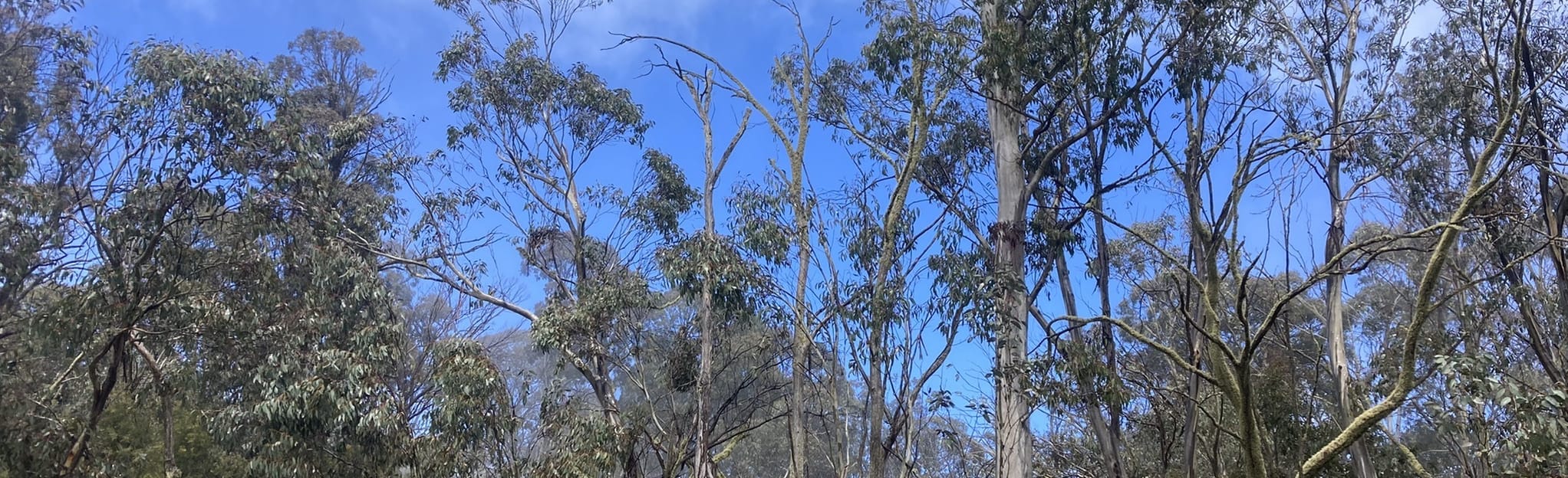 Cobbler Lake Trail to Speculation Road 19 foto's Victoria, Australië Wandelen AllTrails