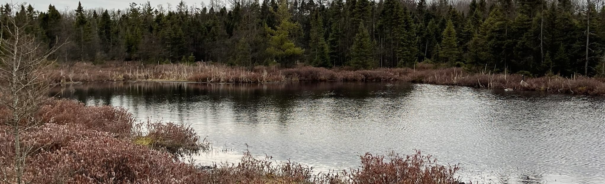 Sifton Bog Dock Trail 191 Reviews, Map Ontario, Canada AllTrails