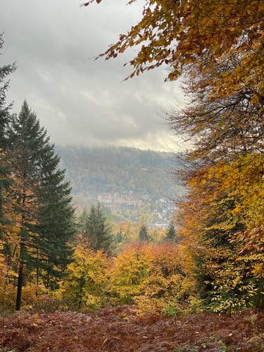 Heidelberg: Fuchsrondell - Zollstock - St.Michaelskloster