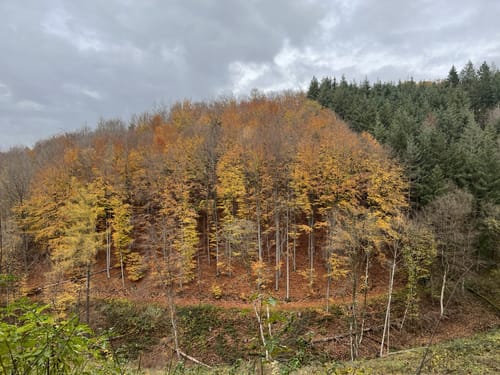 Traumhafte Siebengebirgsrunde mit Löwenburg und Drachenfels