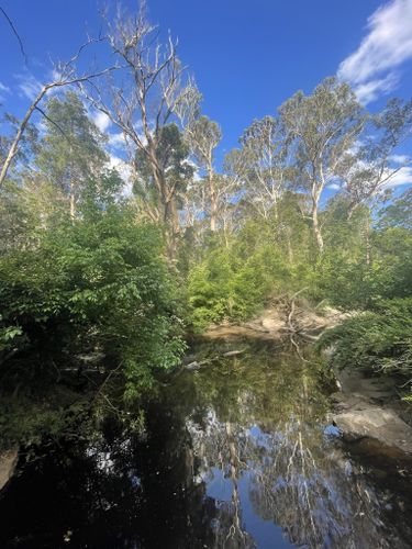 is lane cove national park dog friendly