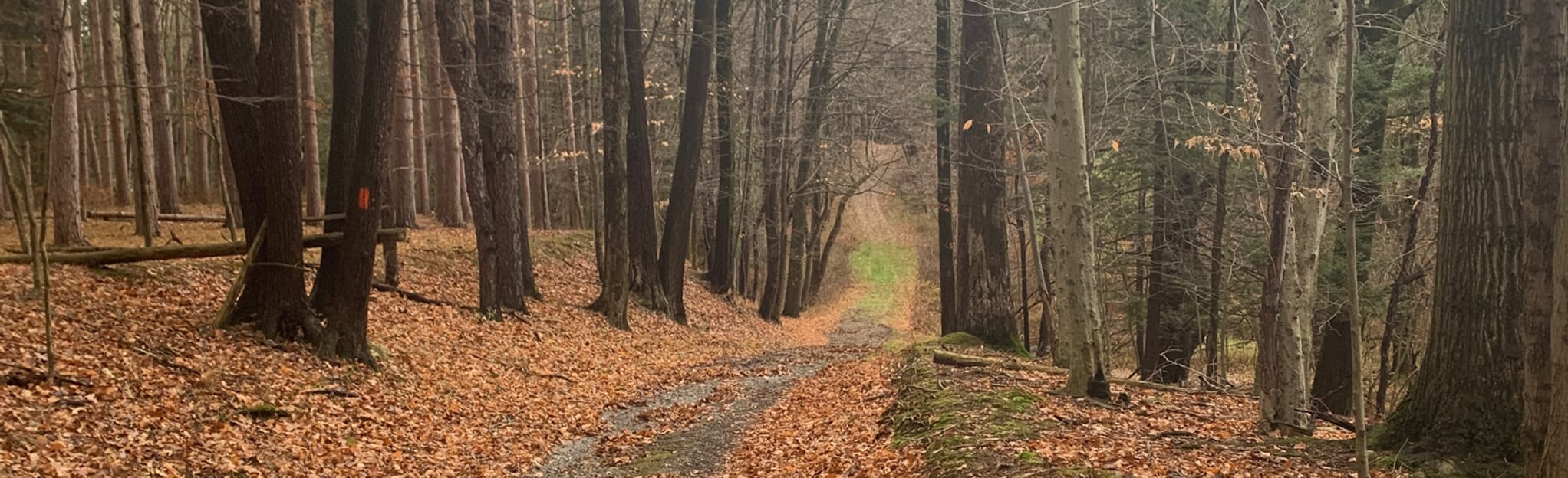 Trout Pond Trail Loop 29 Reviews, Map New York AllTrails