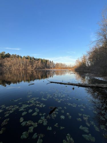 Best Hikes and Trails in University of Michigan Saginaw Forest | AllTrails