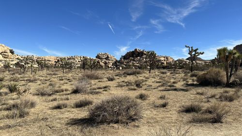 are dogs allowed at joshua tree national park