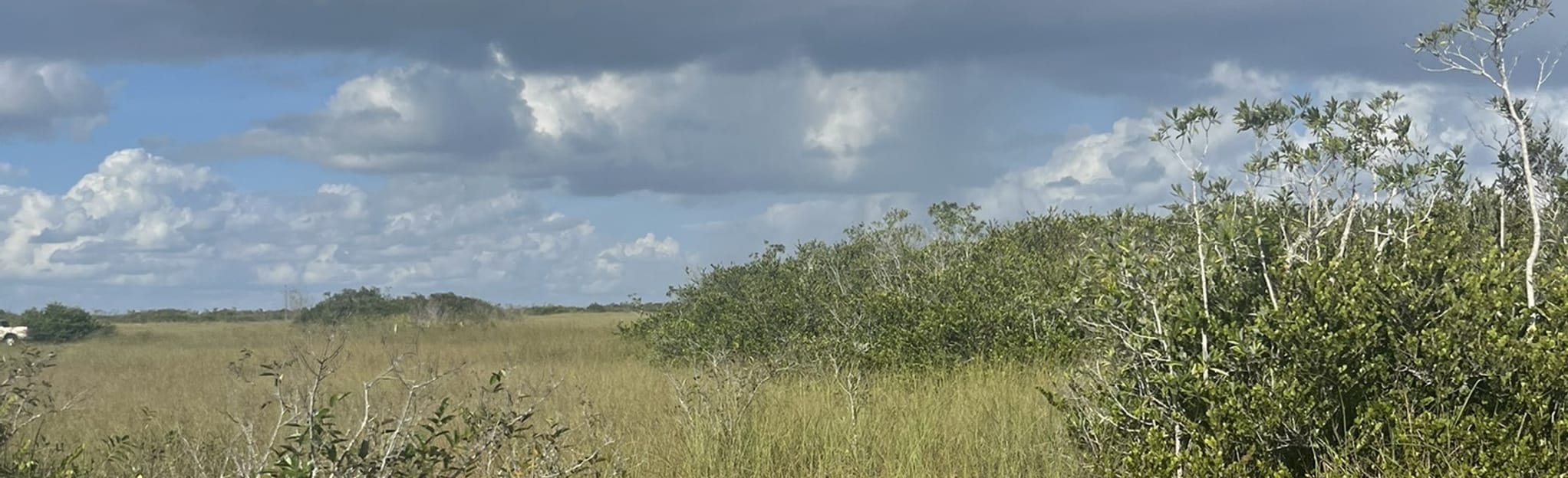 Bobcat Boardwalk Trail 252 Reviews, Map Florida AllTrails