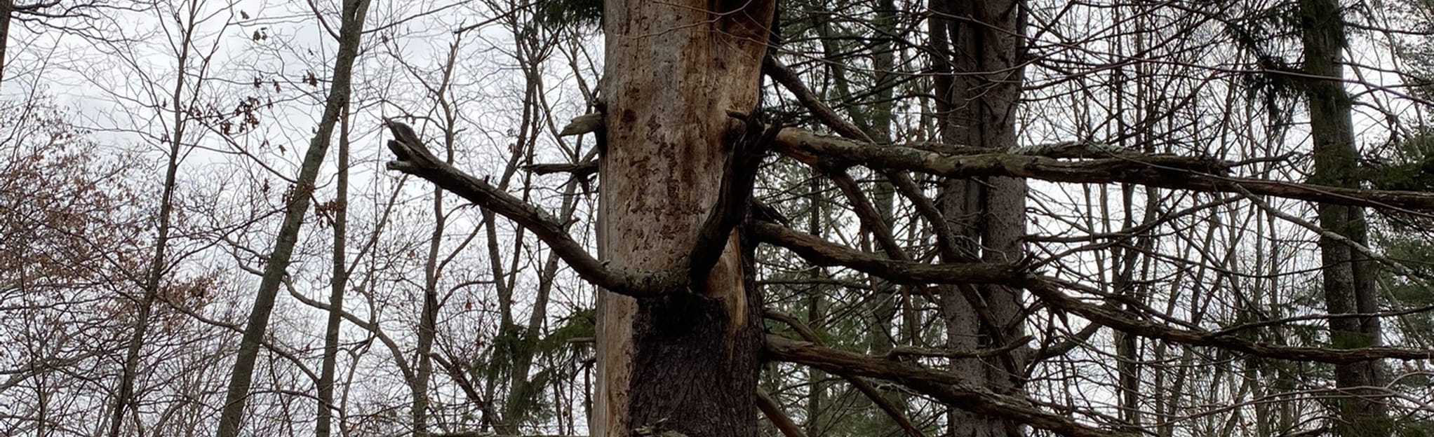 Beals Preserve Trail Loop 13 Reviews, Map Massachusetts AllTrails