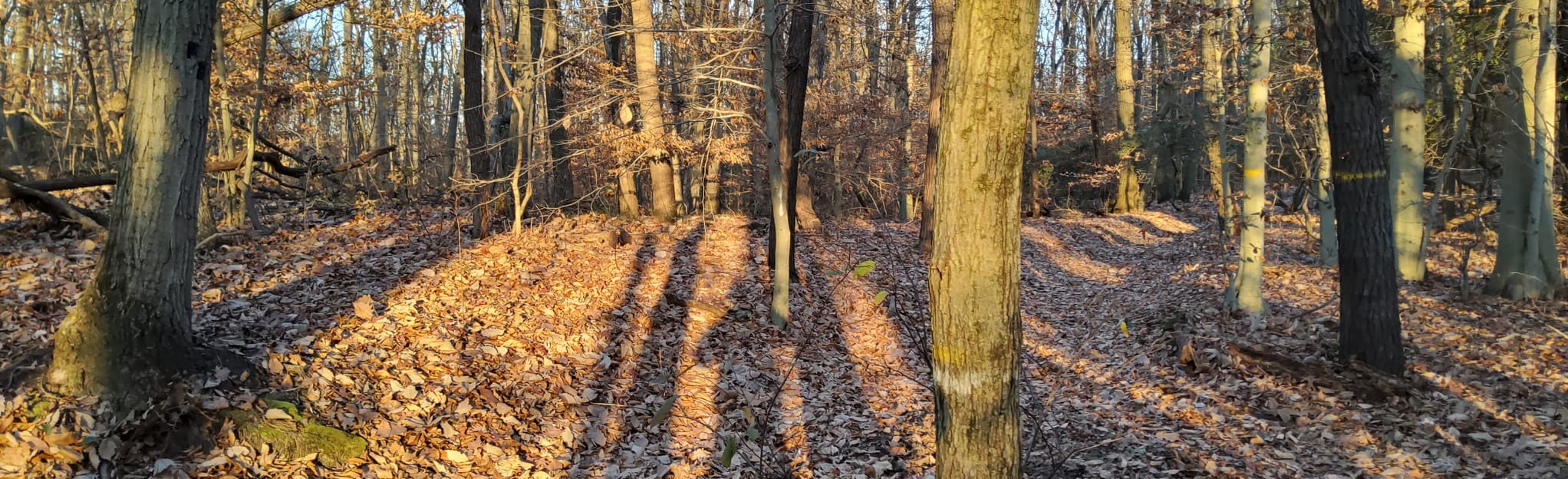 Ceres Park Loop 529 Reviews, Map New Jersey AllTrails