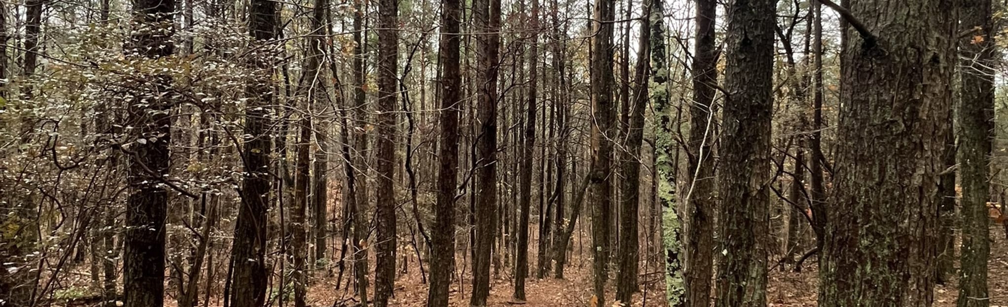 Turnipseed Trail 70 Reviews, Map Alabama AllTrails