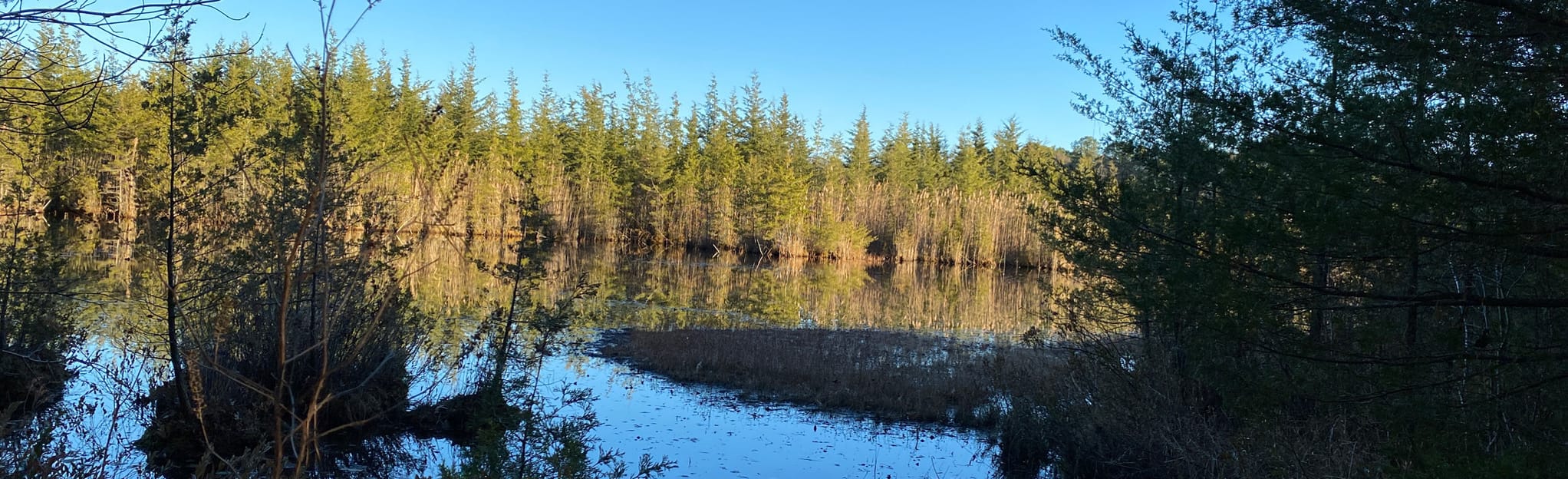 Snuffy Hollow Trail and Pitch Pine Loop, 68 Photos New Jersey AllTrails