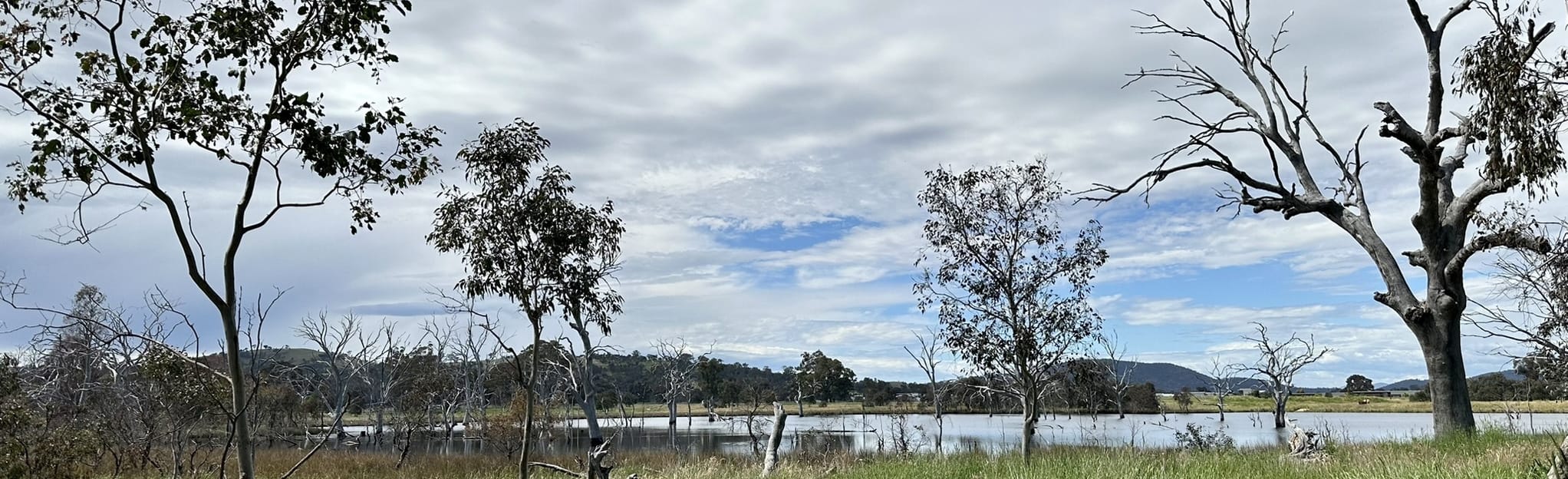 Mulligans Flat Bird Walk, Australian Capital Territory, Australia 100