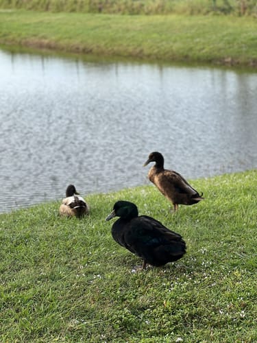 Best Hikes and Trails in Manatee Sanctuary Park | AllTrails