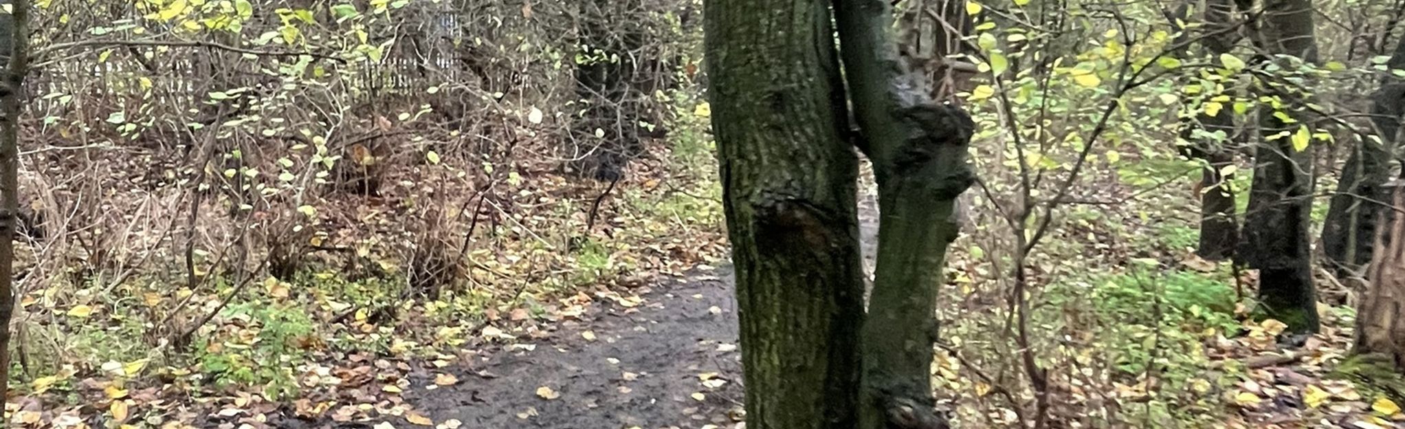 Acton and Wormwood Scrubs Circular London, England Wandern AllTrails