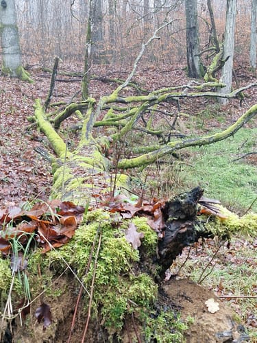 Parsberg - Kalvarienberg Runde