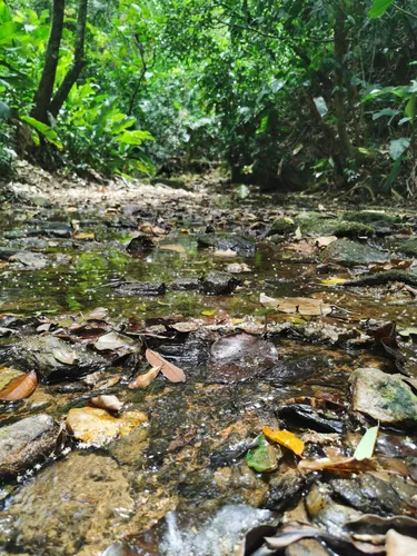 As melhores trilhas em Canhanduba, Santa Catarina (Brasil)