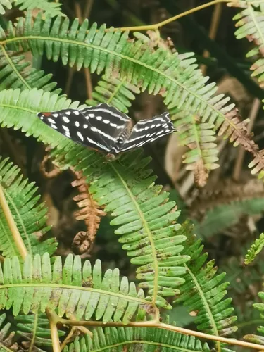 As melhores trilhas em Canhanduba, Santa Catarina (Brasil)