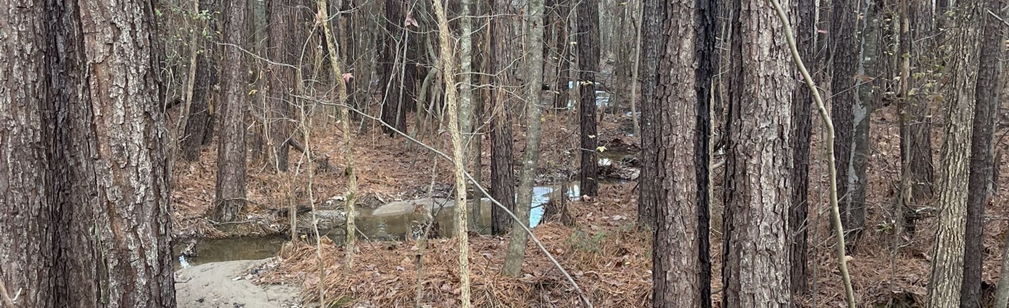 Robertson Creek Blue Trail, North Carolina 8 Reviews, Map AllTrails