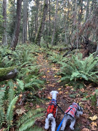 are dogs allowed at camano island state park