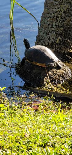 Best Hikes and Trails in Pelican Lake Park | AllTrails