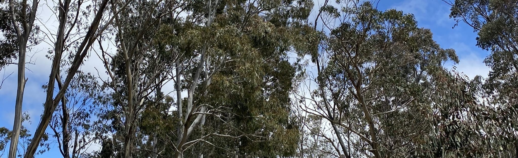 Museli Spur Trail and Speculation Road to Mustering Flat Campground, 18