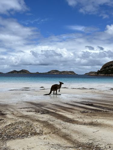 can you take dogs to lucky bay