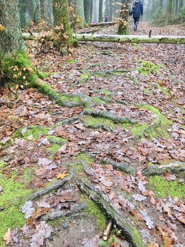 Regensburg - Pfarrersteig - Eilsbrunn