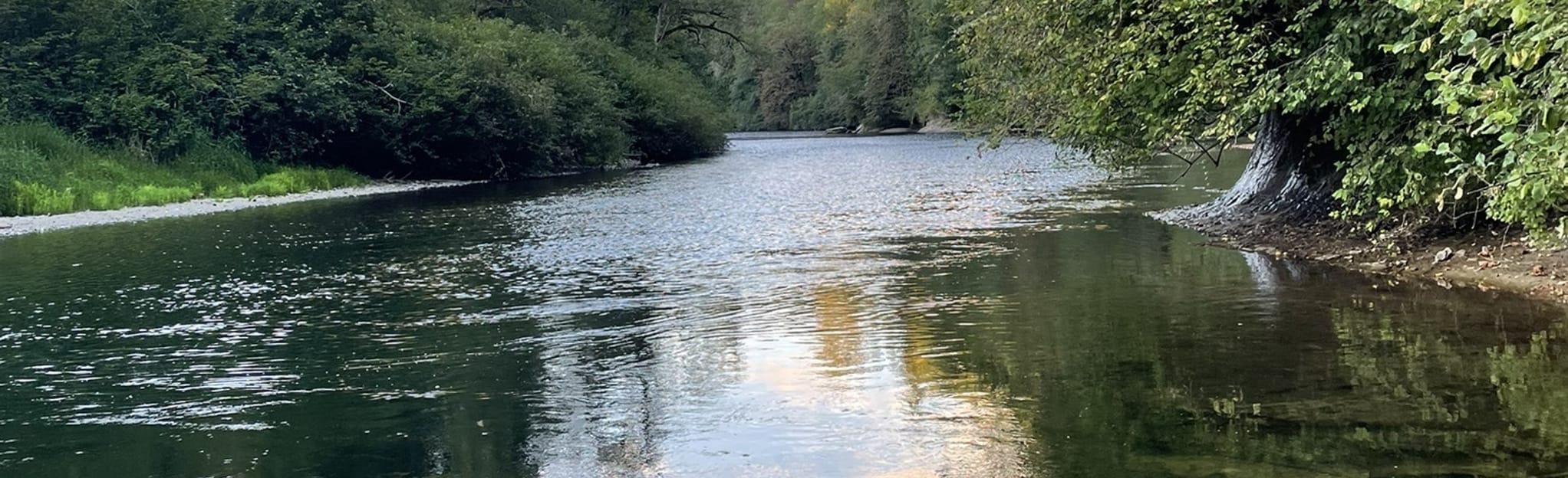 Flaming Geyser River Trail 340 Reviews, Map Washington AllTrails