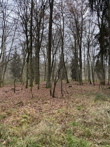 Hagenaurunde
