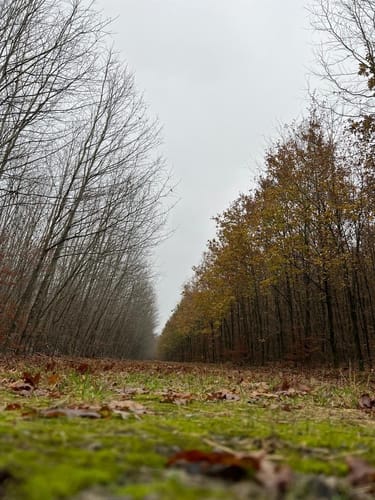 Provinzialmoor und Fullener Wald