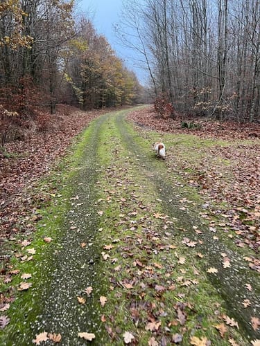 Provinzialmoor und Fullener Wald