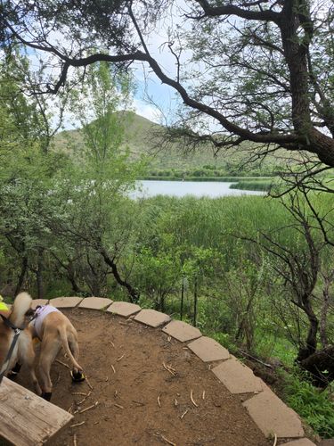 are dogs allowed at patagonia lake state park